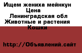 Ищем жениха мейнкун › Цена ­ 1 - Ленинградская обл. Животные и растения » Кошки   
